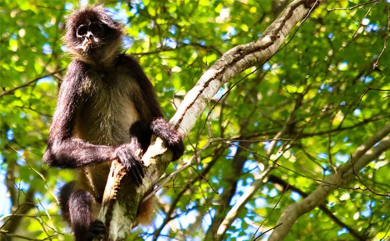 Virgin Lagoon - Cenote and Monkey Sanctuary Private Tour Photo Safari