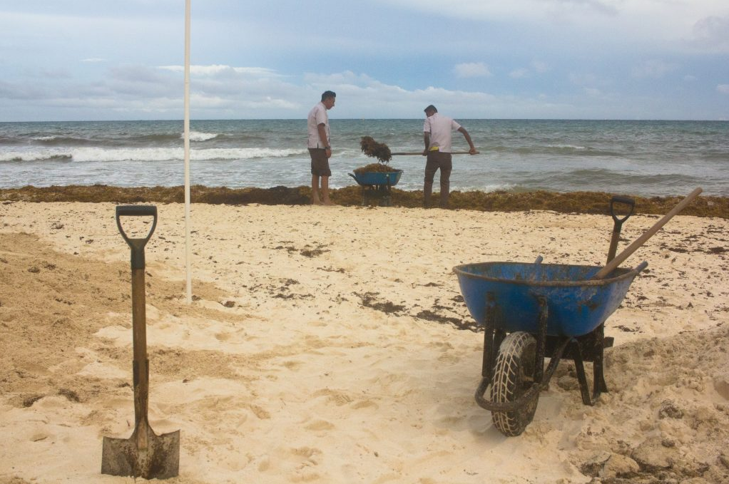 Sargassum