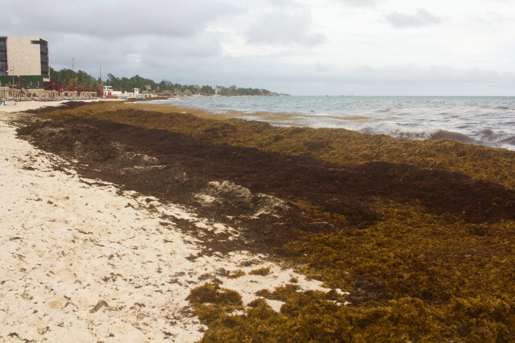 Sargassum