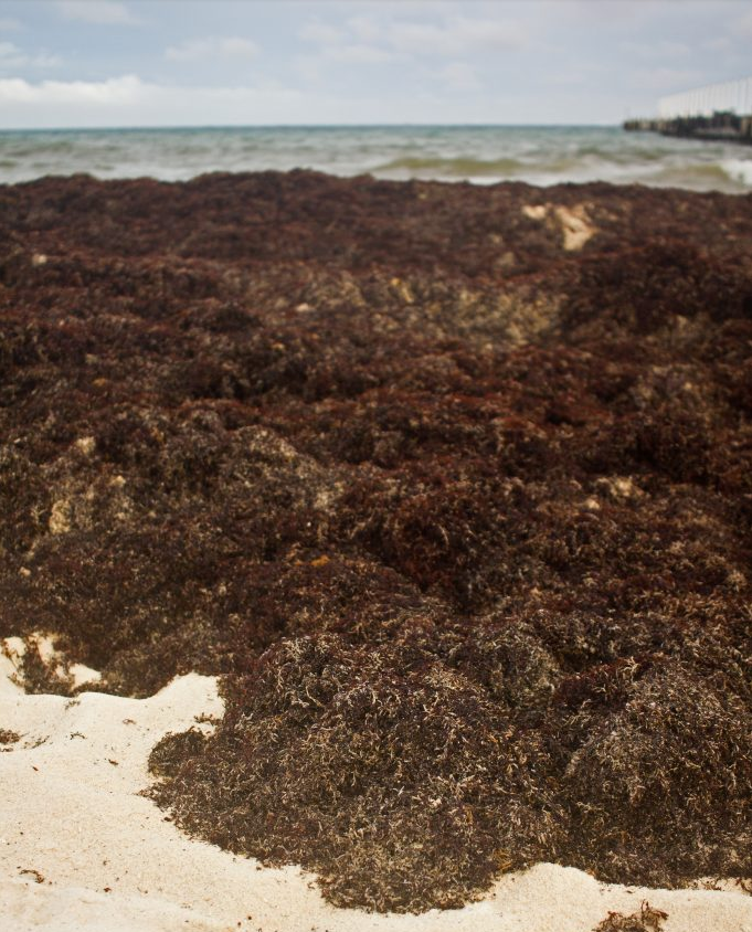 Sargassum