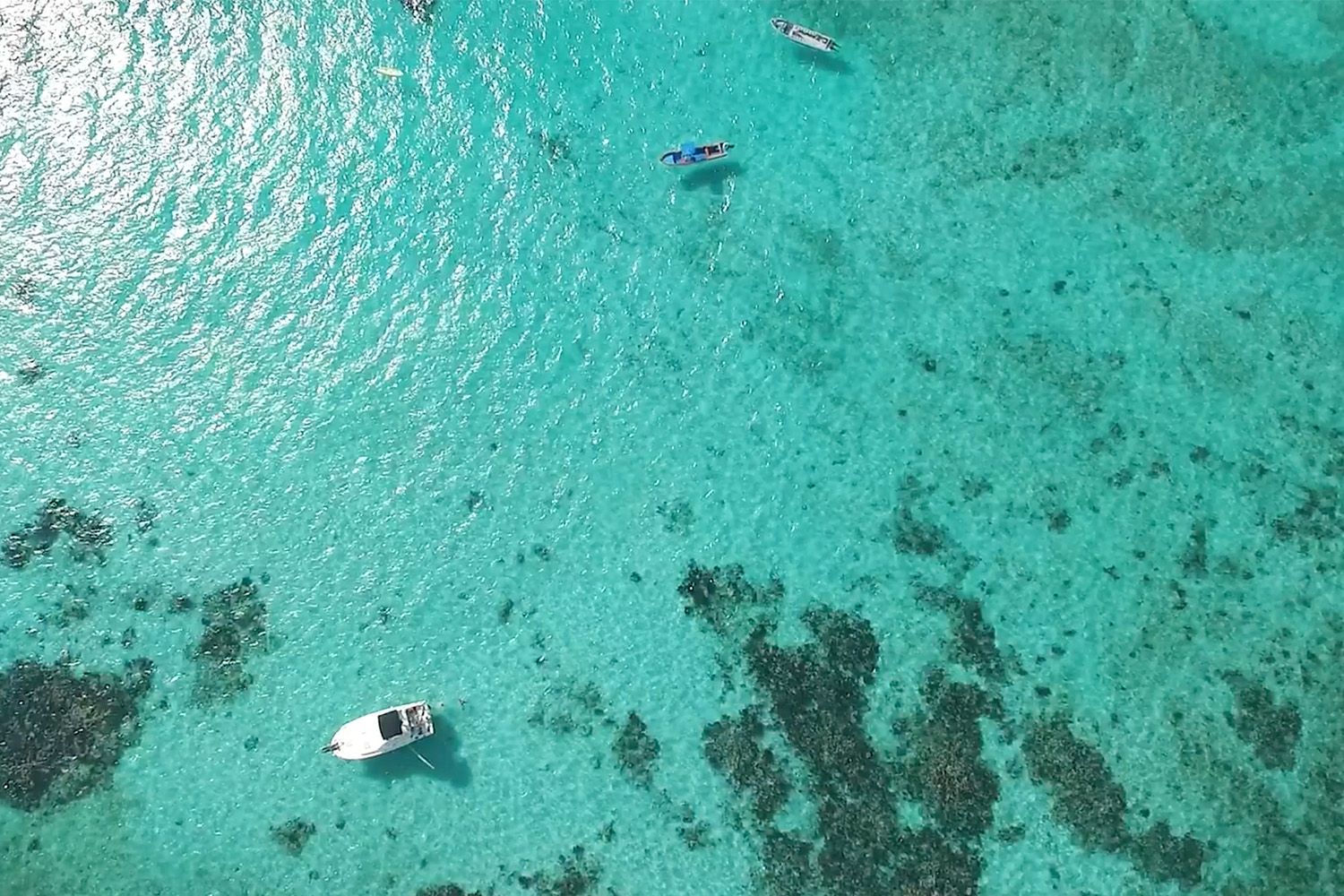 Bushman Photo - Private Tours Riviera Maya - Coral Reef - Riviera Maya