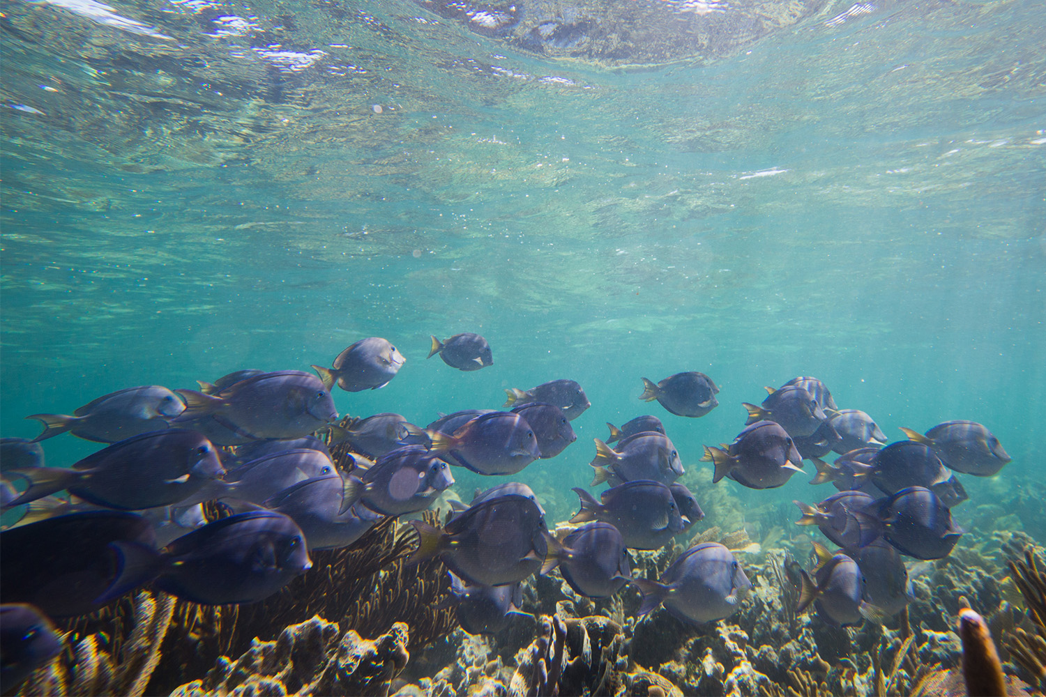 Bushman Photo - Private Tours Riviera Maya - Puerto Morelos Coral Reef Snorkeling