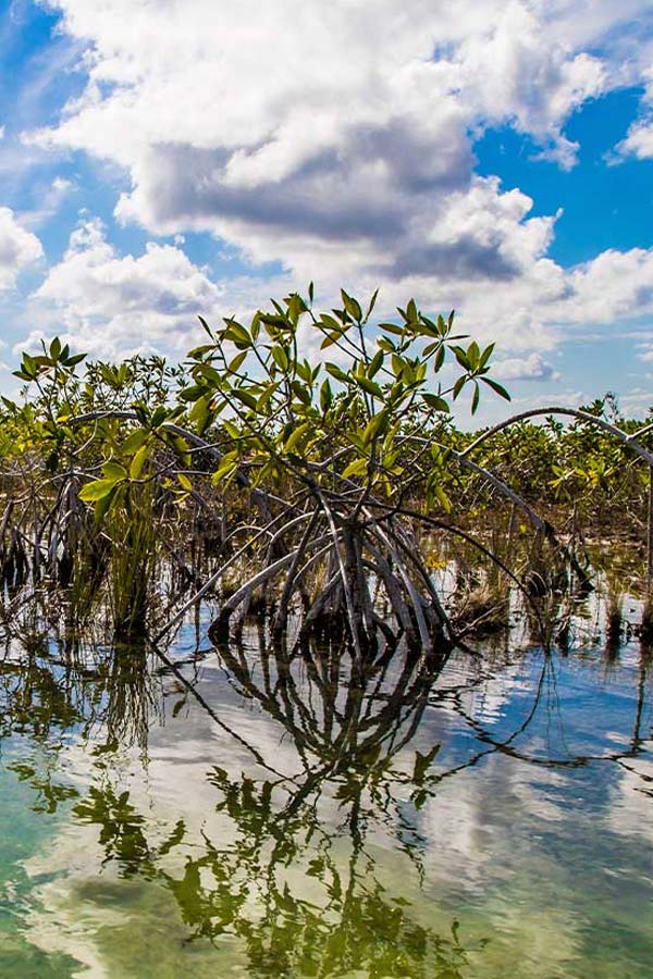 Muyil Ruins & Sian Ka’an Channels