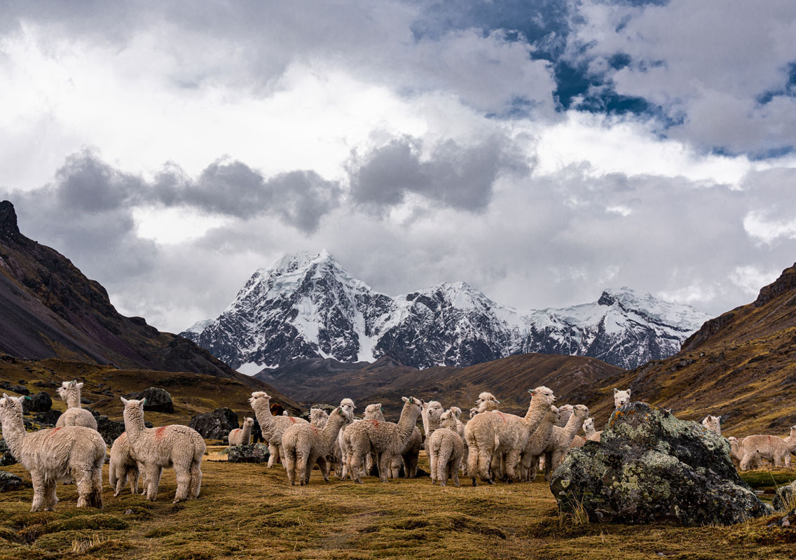 cover-peru-principal-alpaca