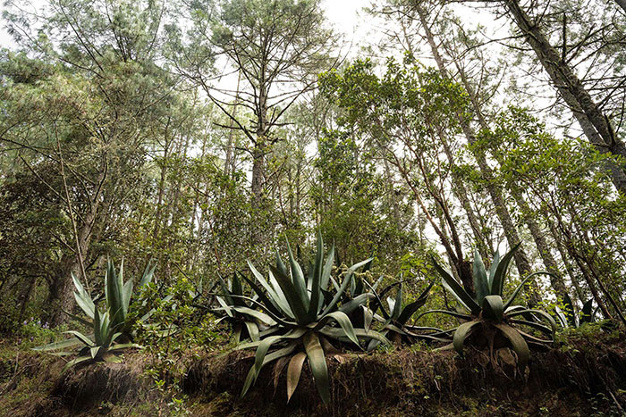 mexico-agave-700
