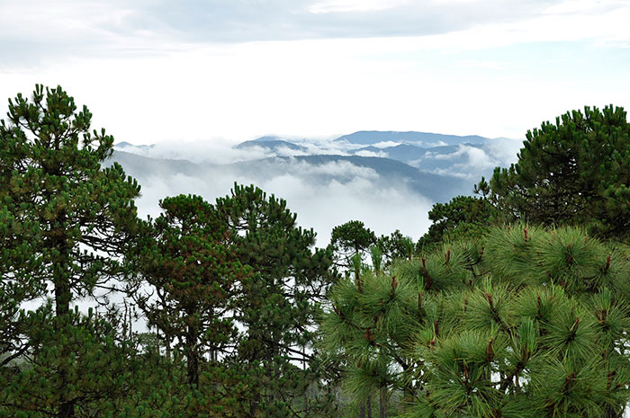 mexico-bosque-cover-700